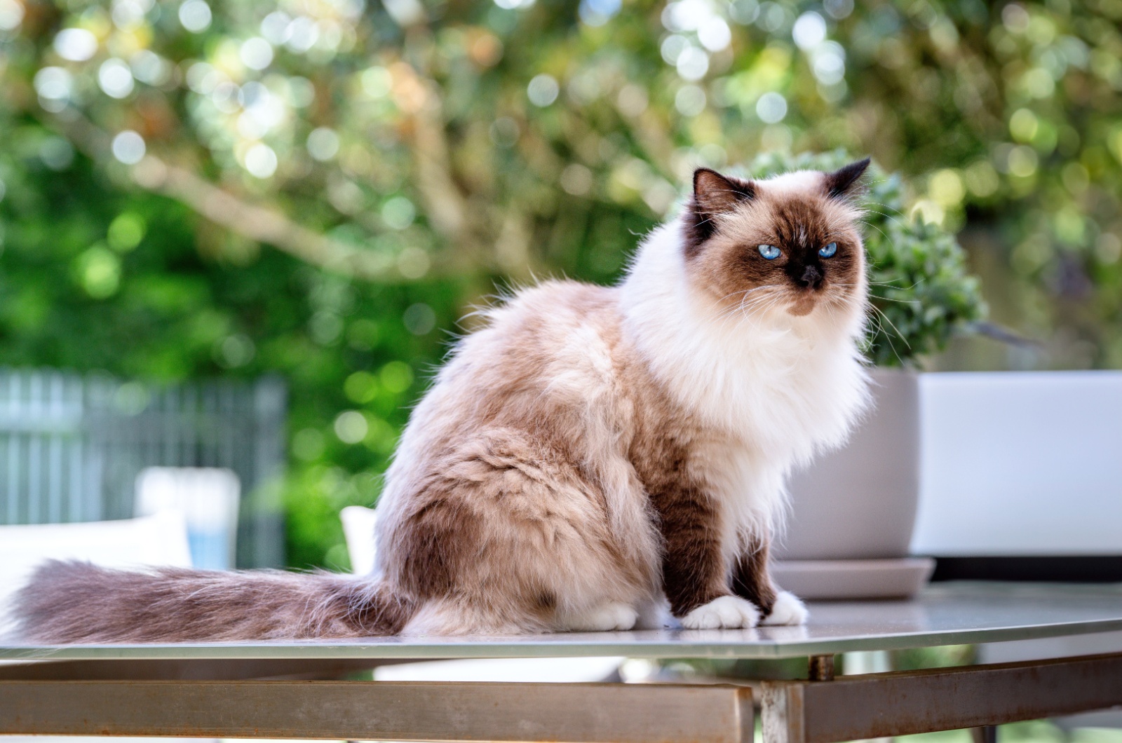 Birman cat