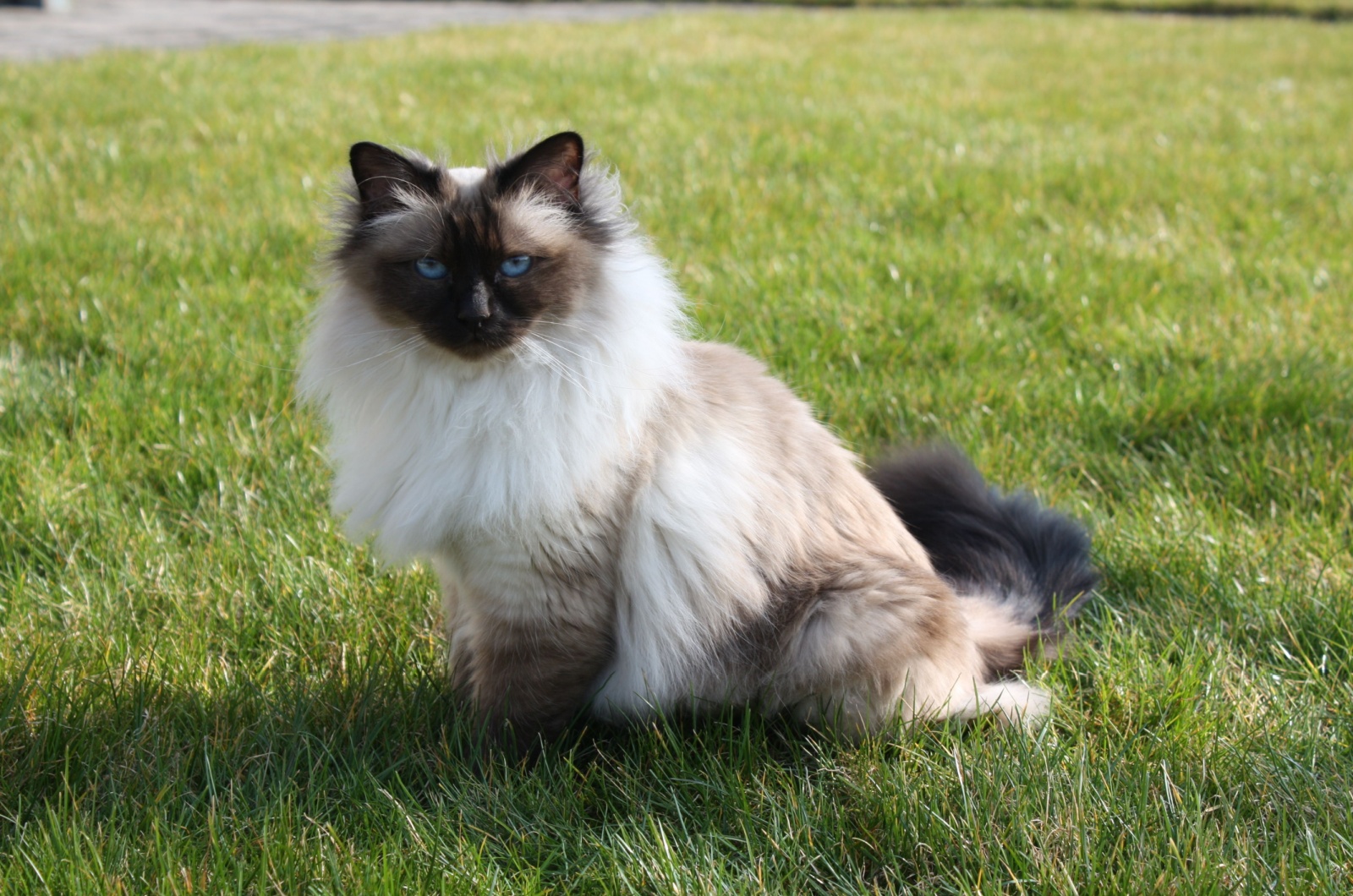 Birman cat sitting outside