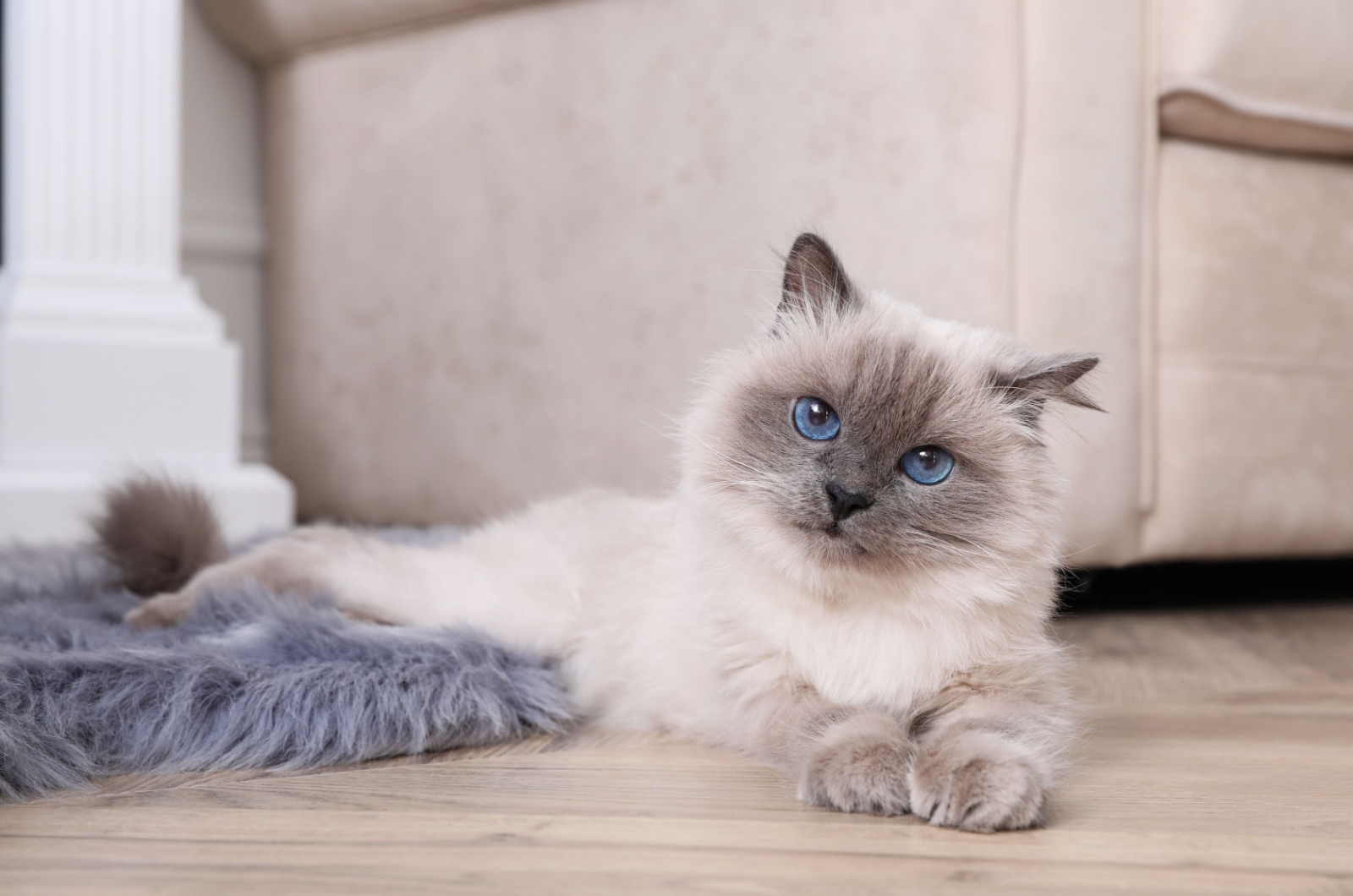 Birman cat with blue eyes