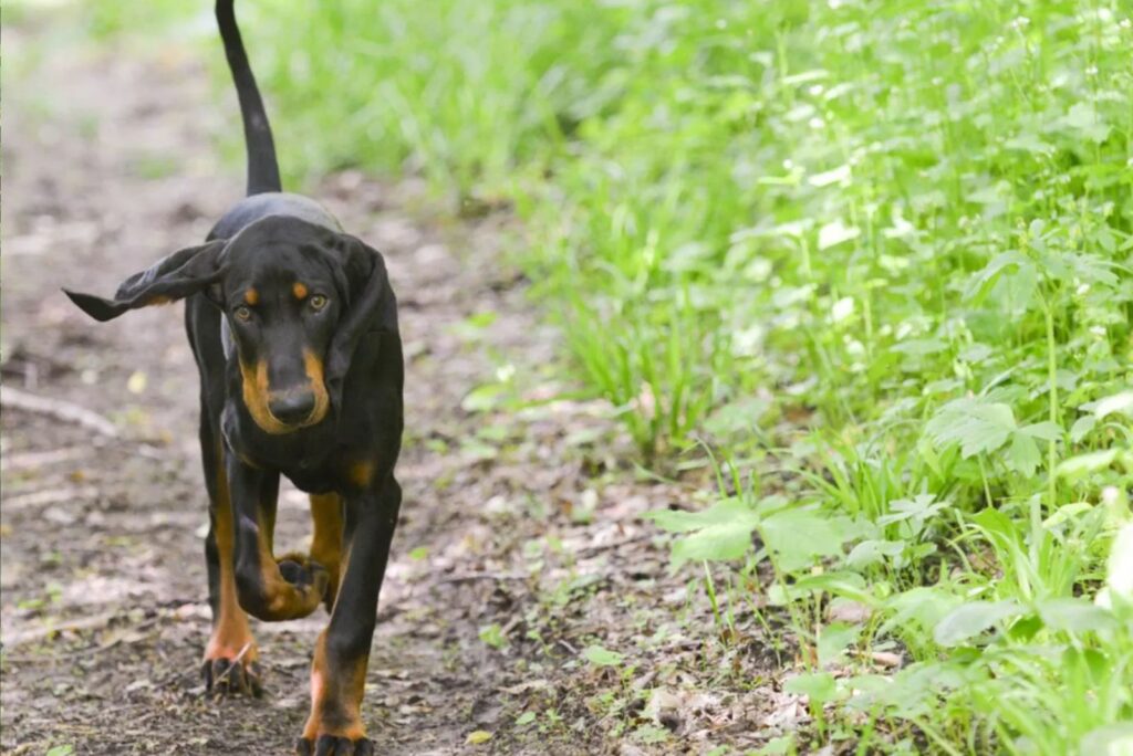 Black And Tan Coonhound