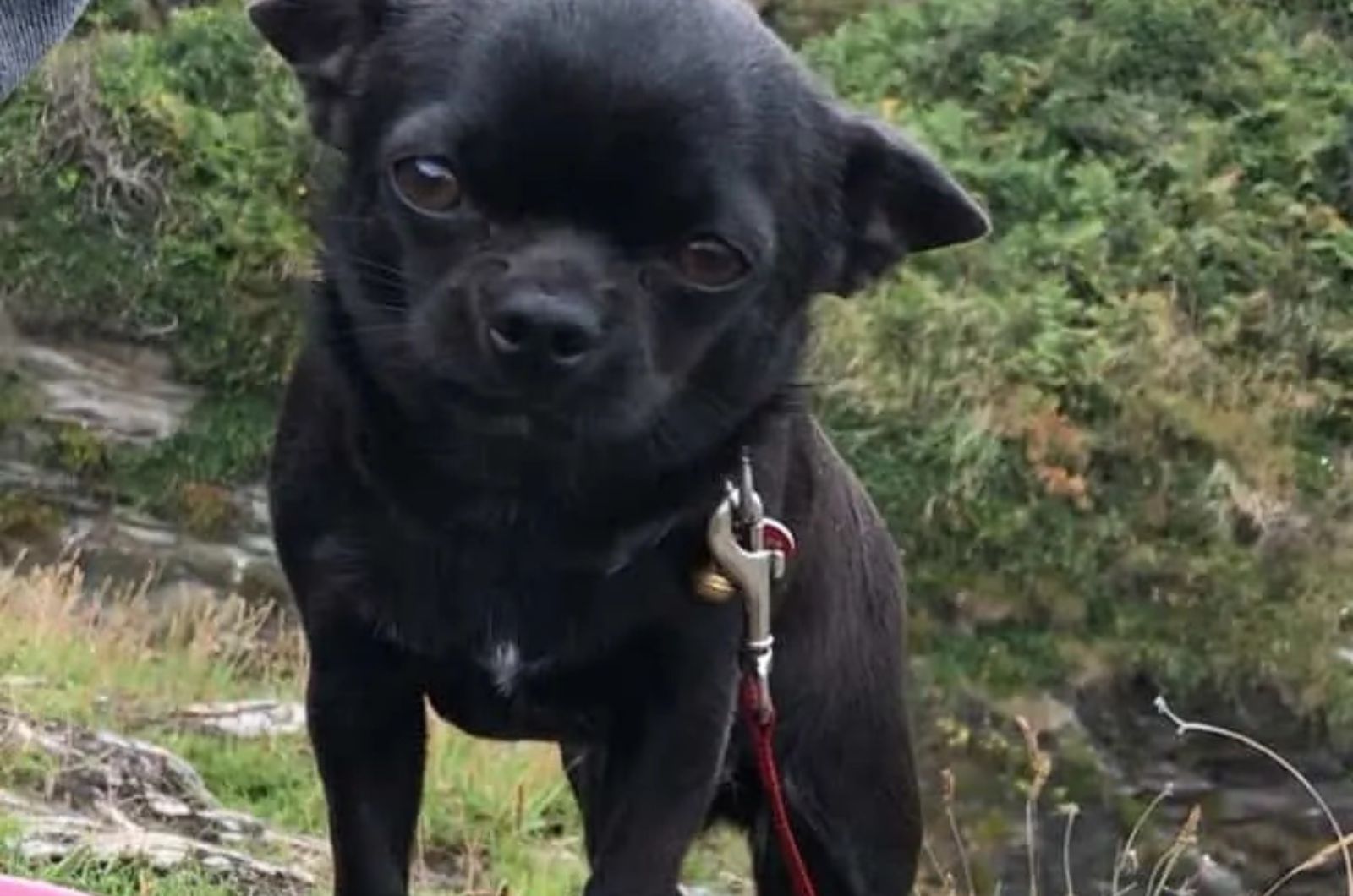 Black Chihuahua