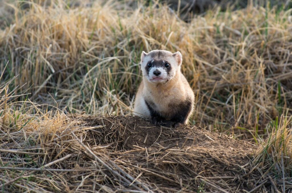 Black-Footed Ferret