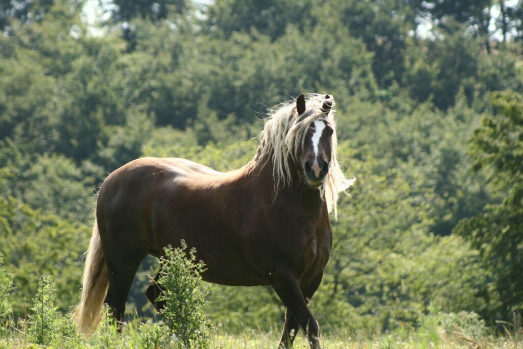 Black Forest Horse