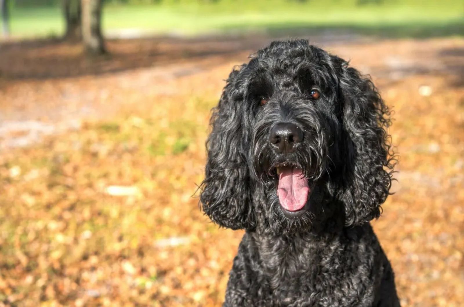 Black Labradoodle