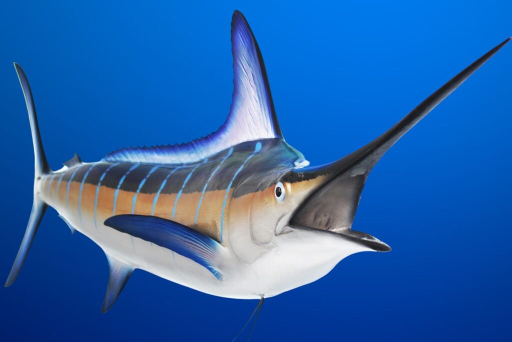 Black Marlin