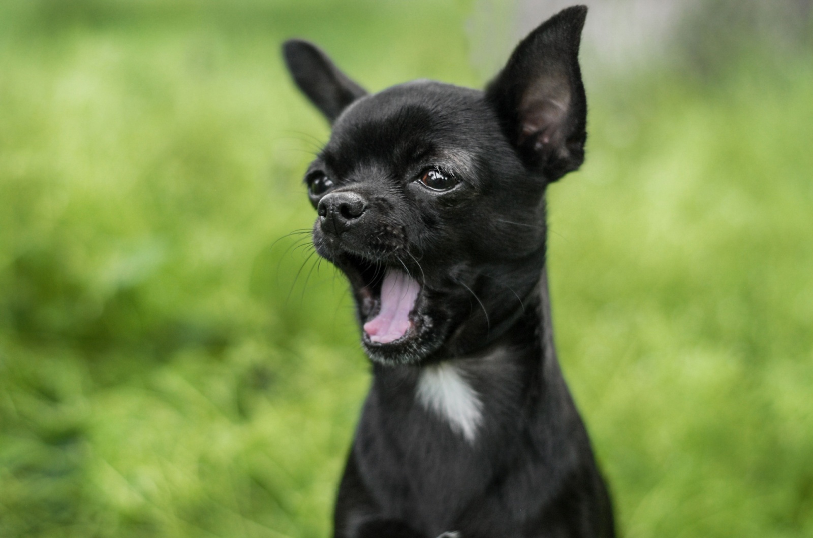 Black Mask Chihuahua