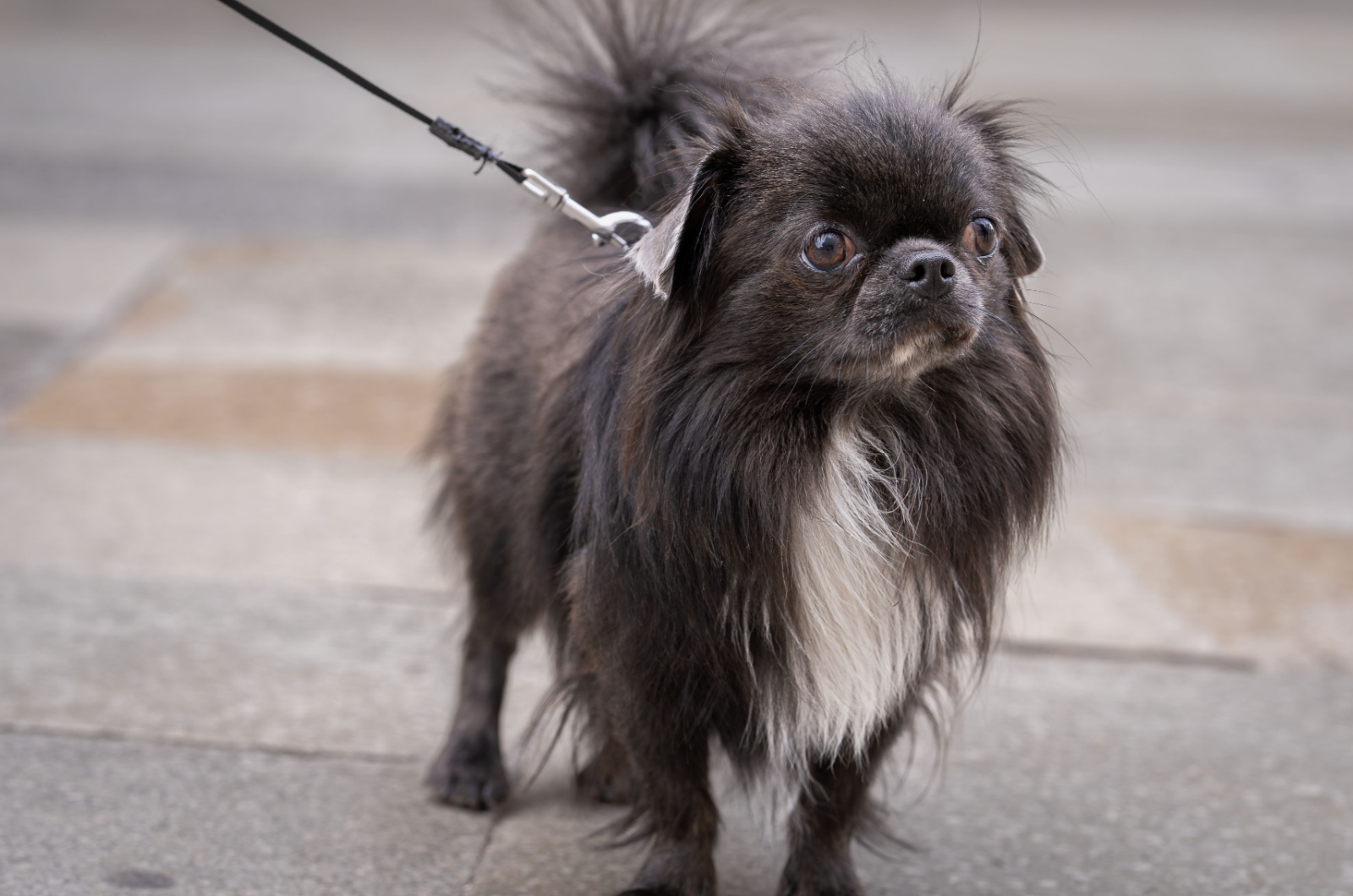 Black Mask With White Markings chihuahua