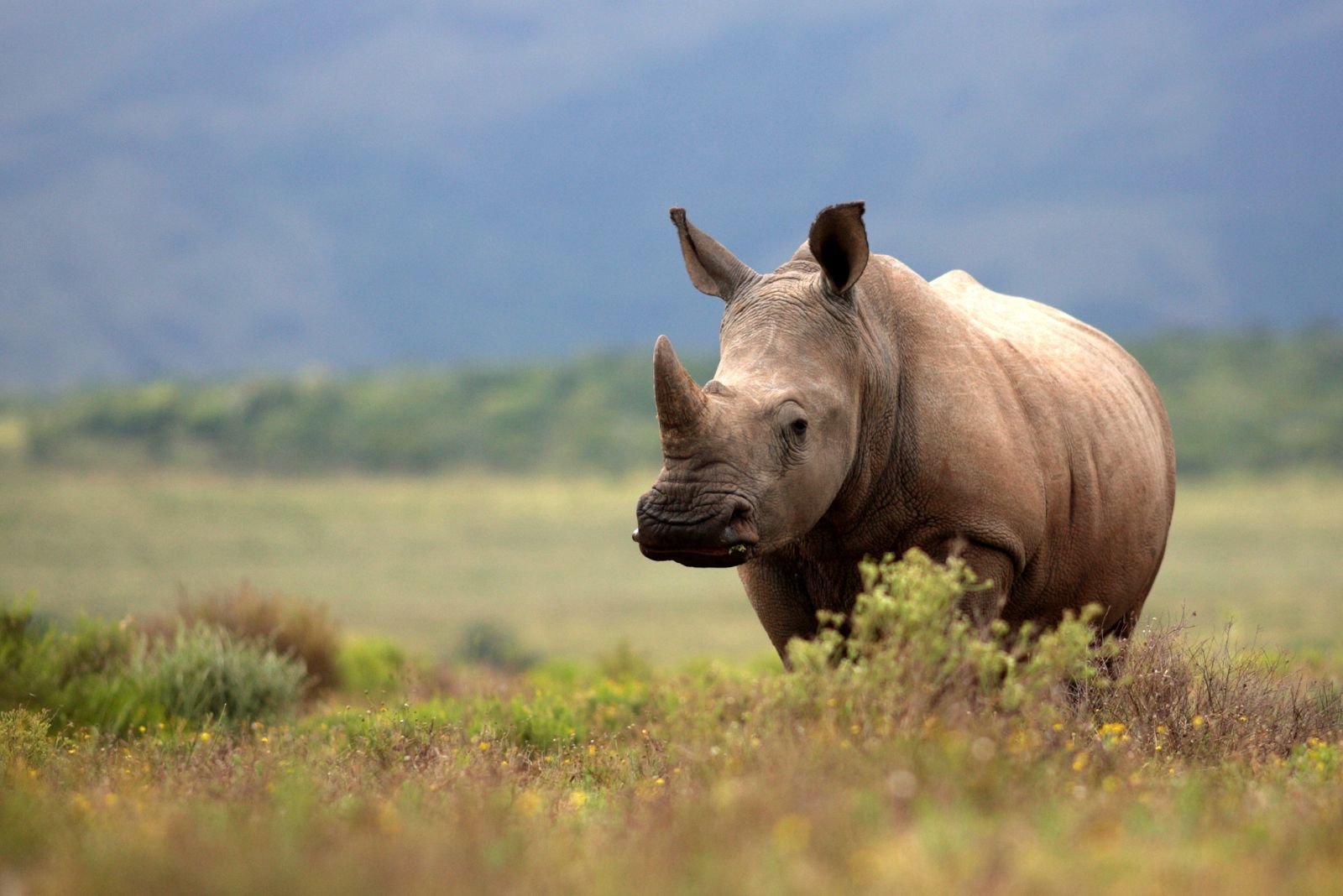 Black Rhino