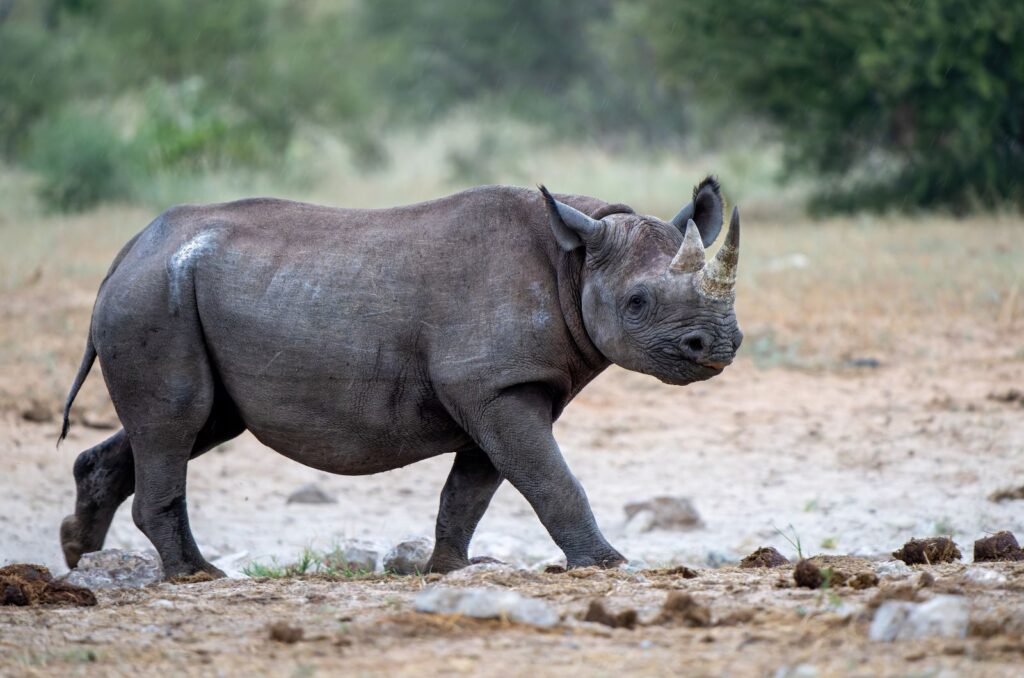 Black Rhino