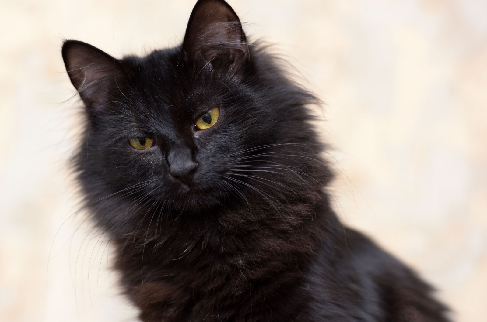 Black Siberian cat