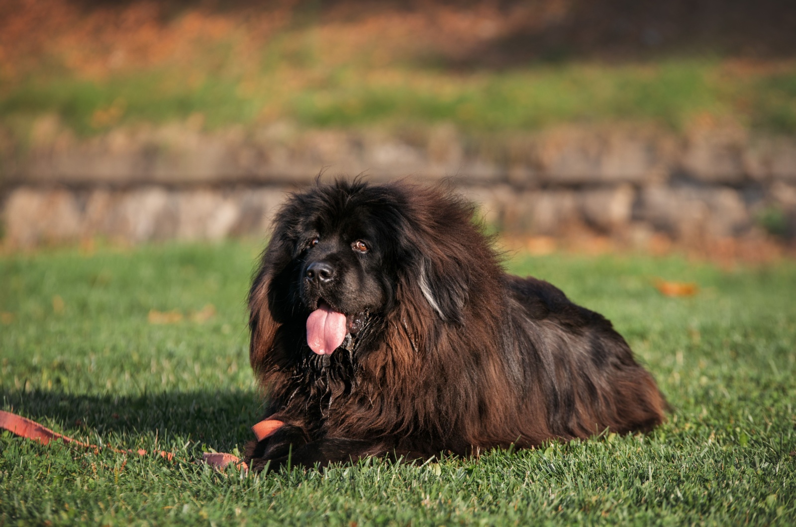 Black Tibetan Mastiff