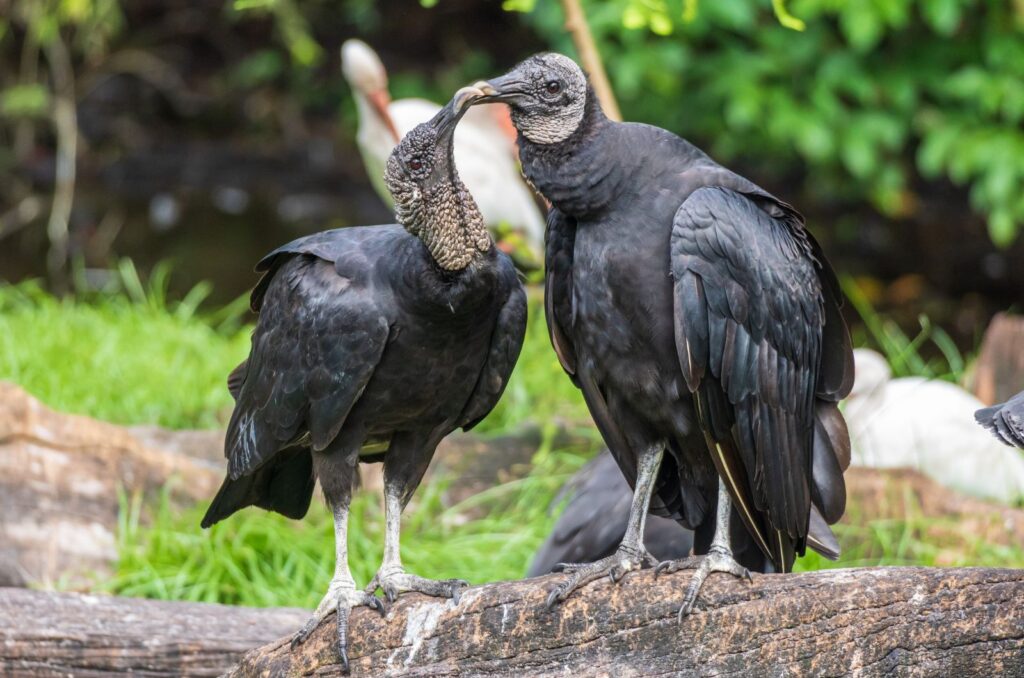 Black Vultures