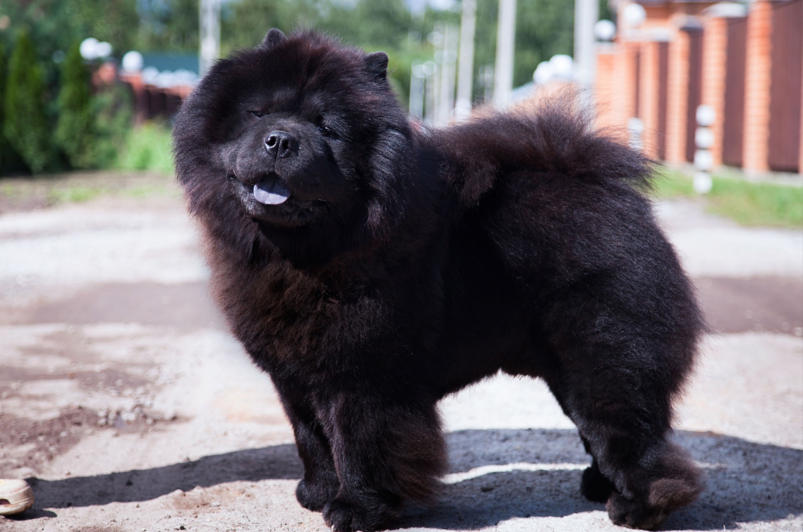 Black chow chow