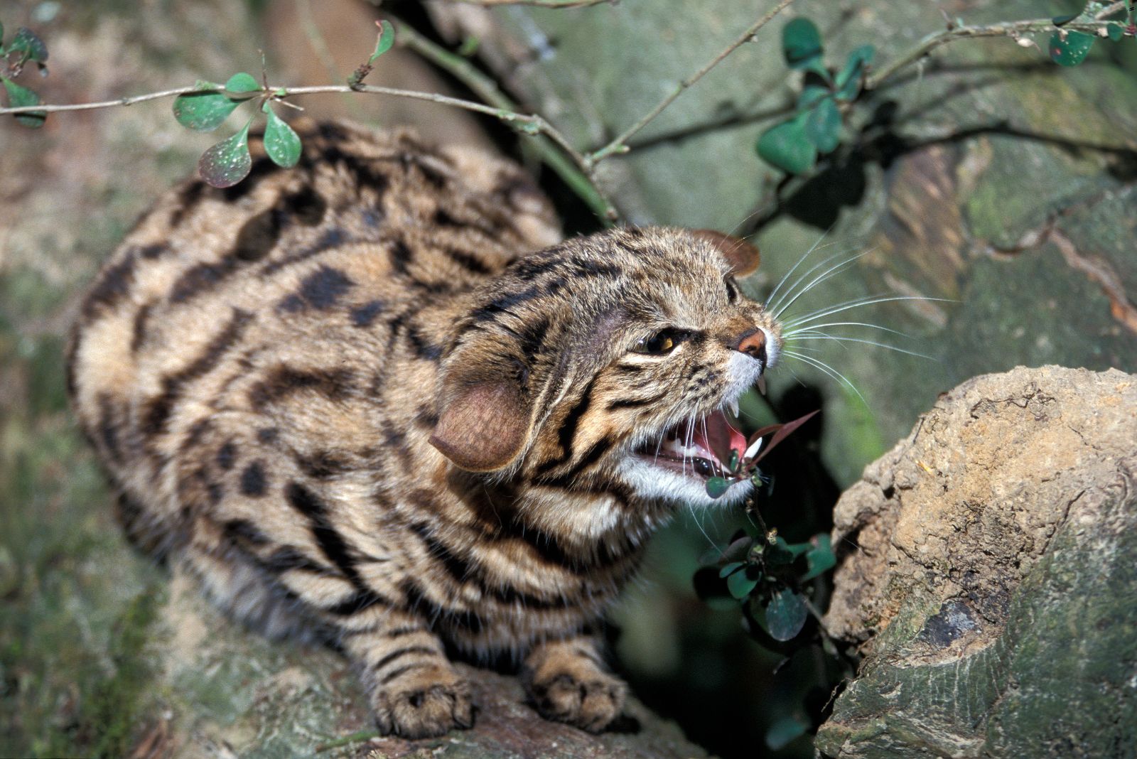 Black-footed Cat