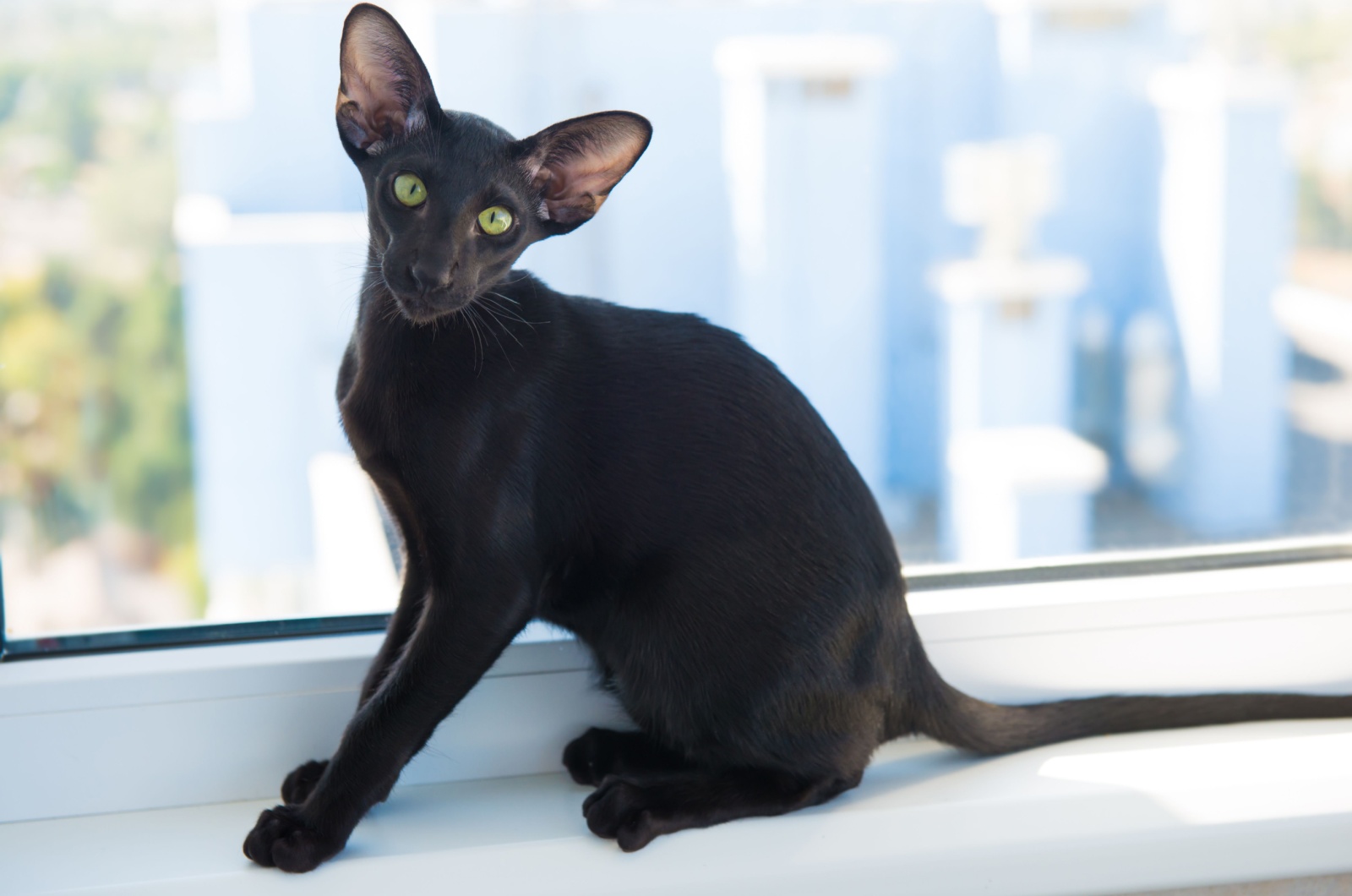 Black oriental cat