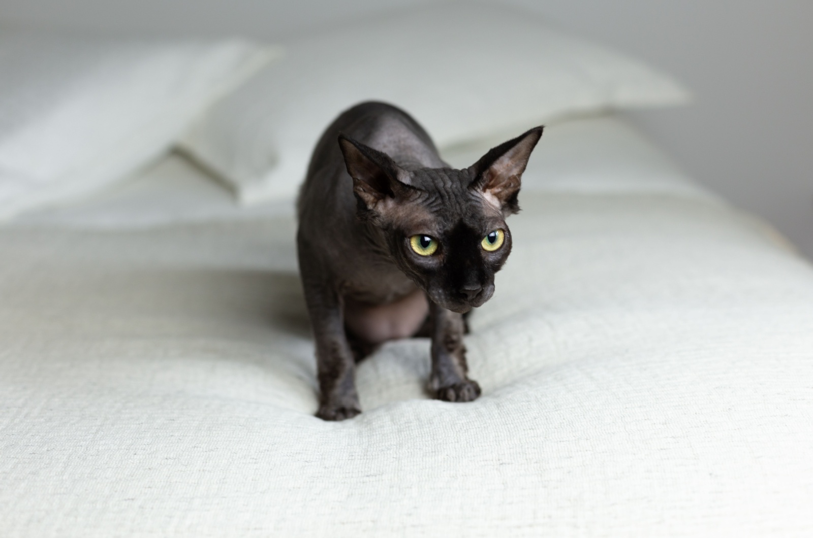 Black sphynx cat