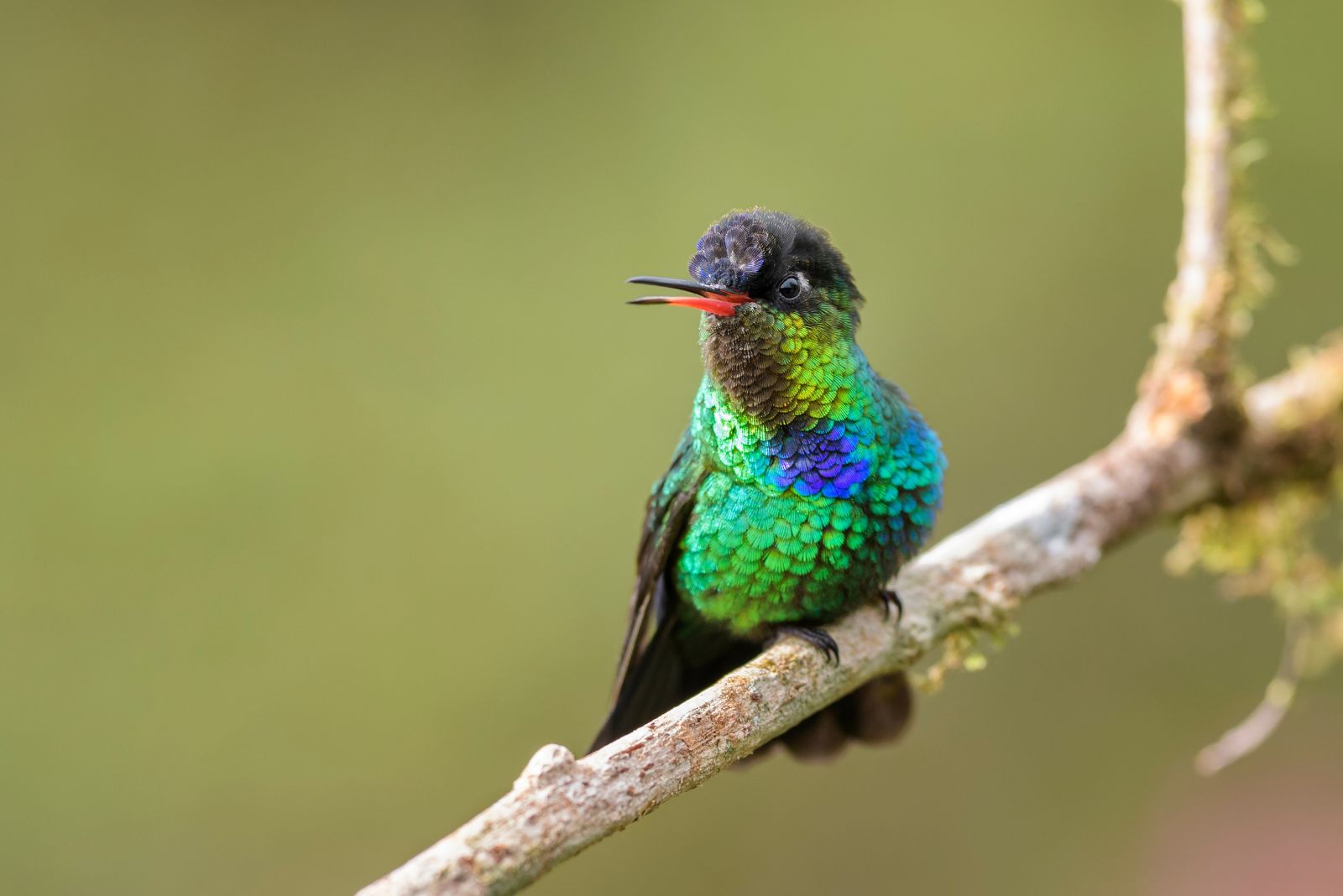 Black-throated Magenta Hummingbird