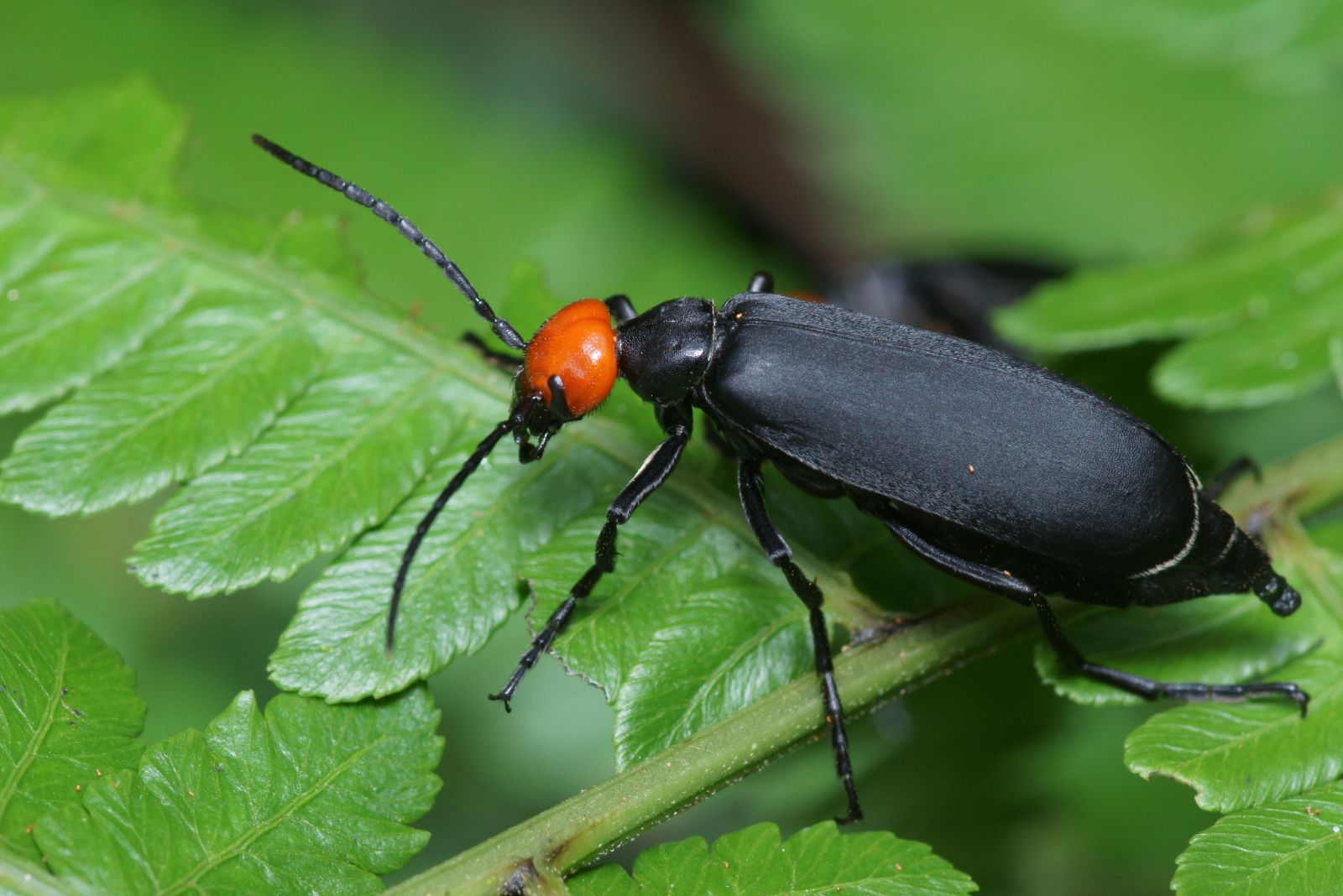 Blister Beetles