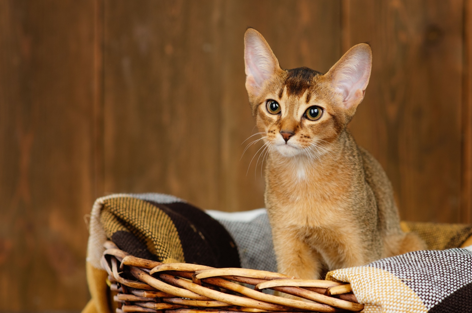 Blonde Abyssinian cat