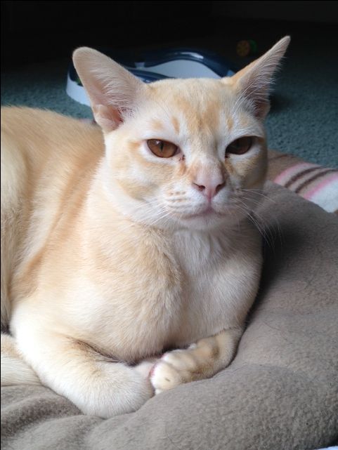 Blonde Burmese cat