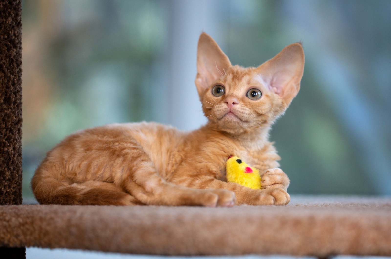 Blonde Devon Rex