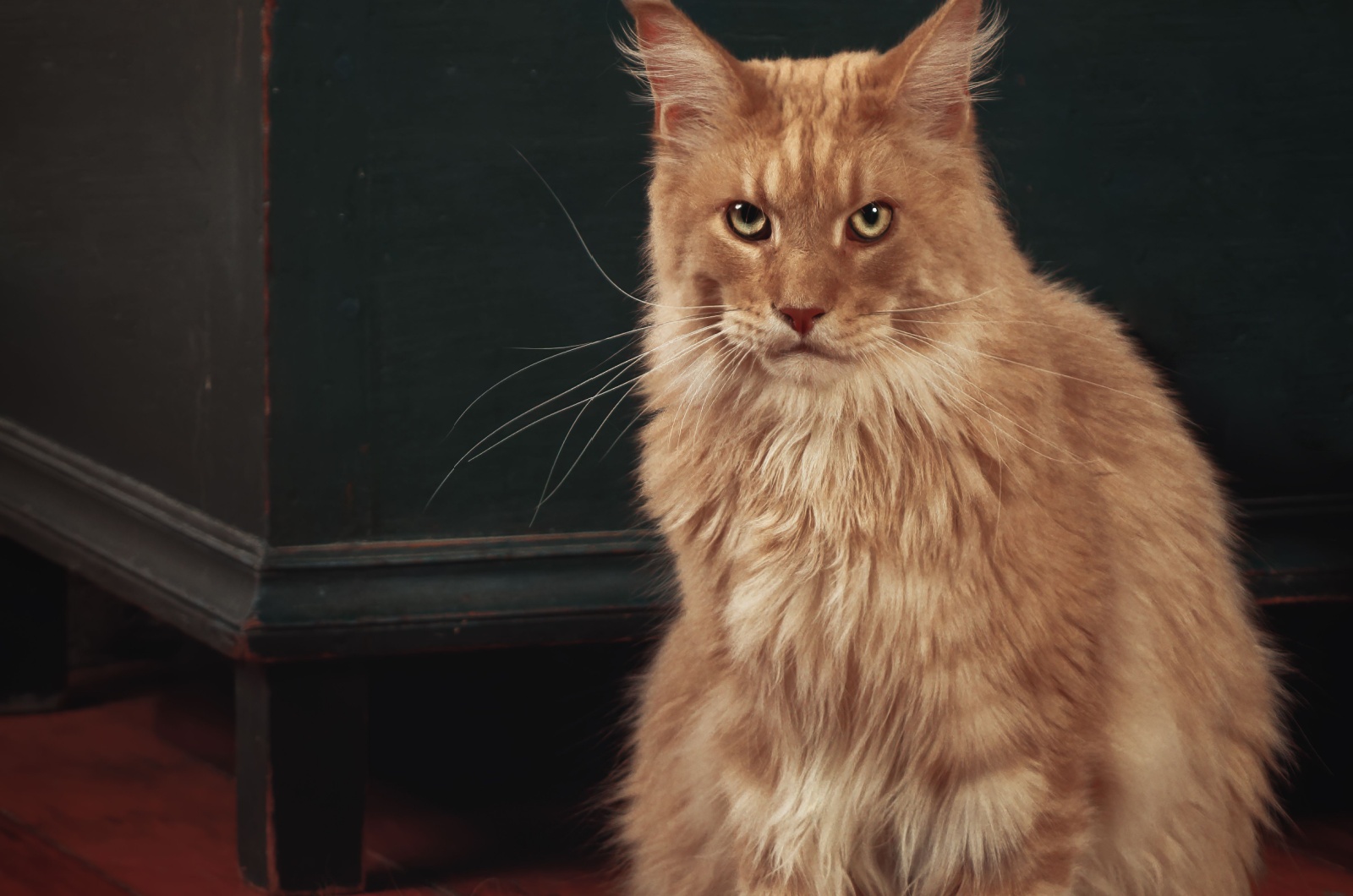 Blonde Maine Coon