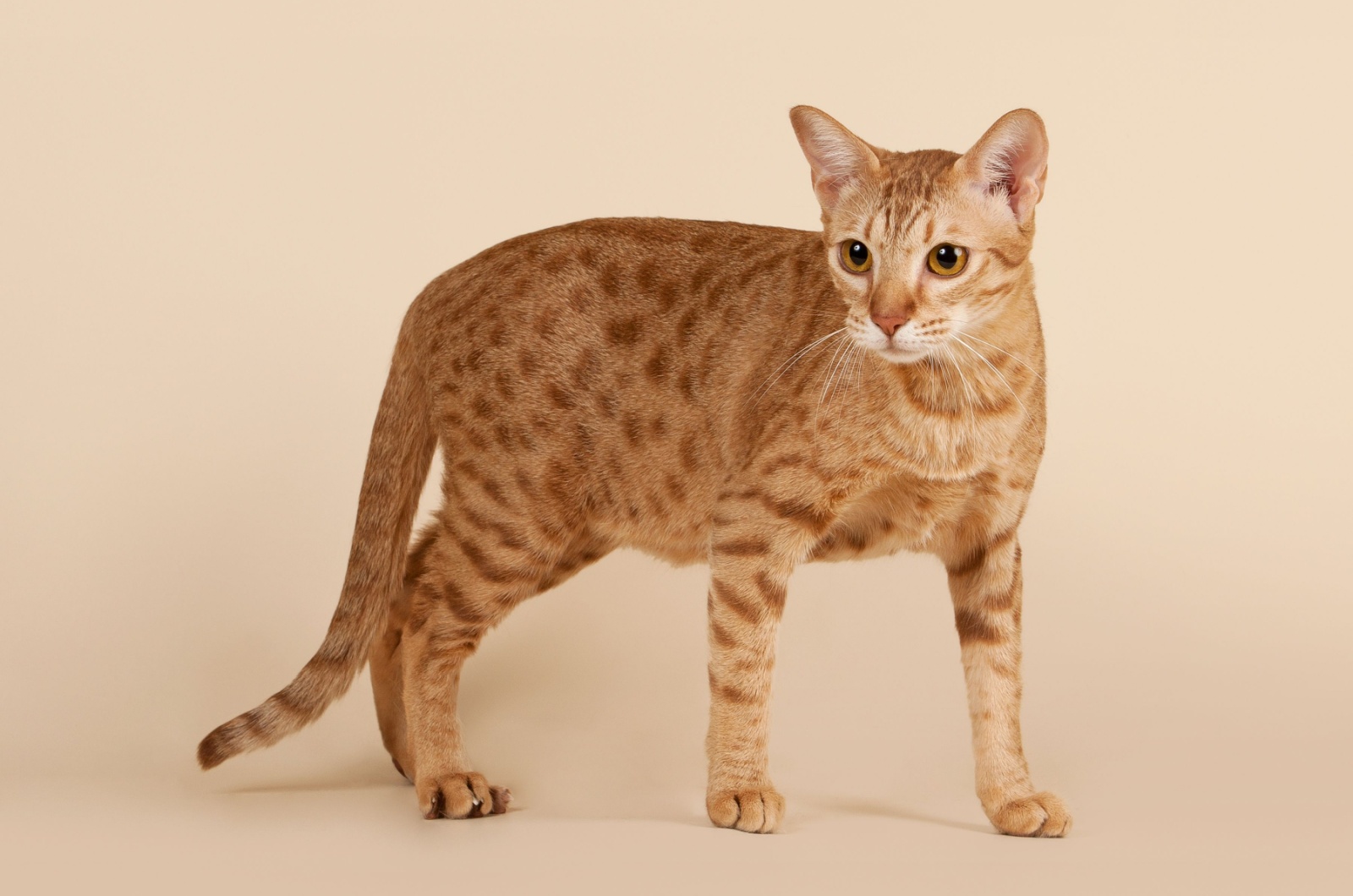 Blonde Ocicat cat