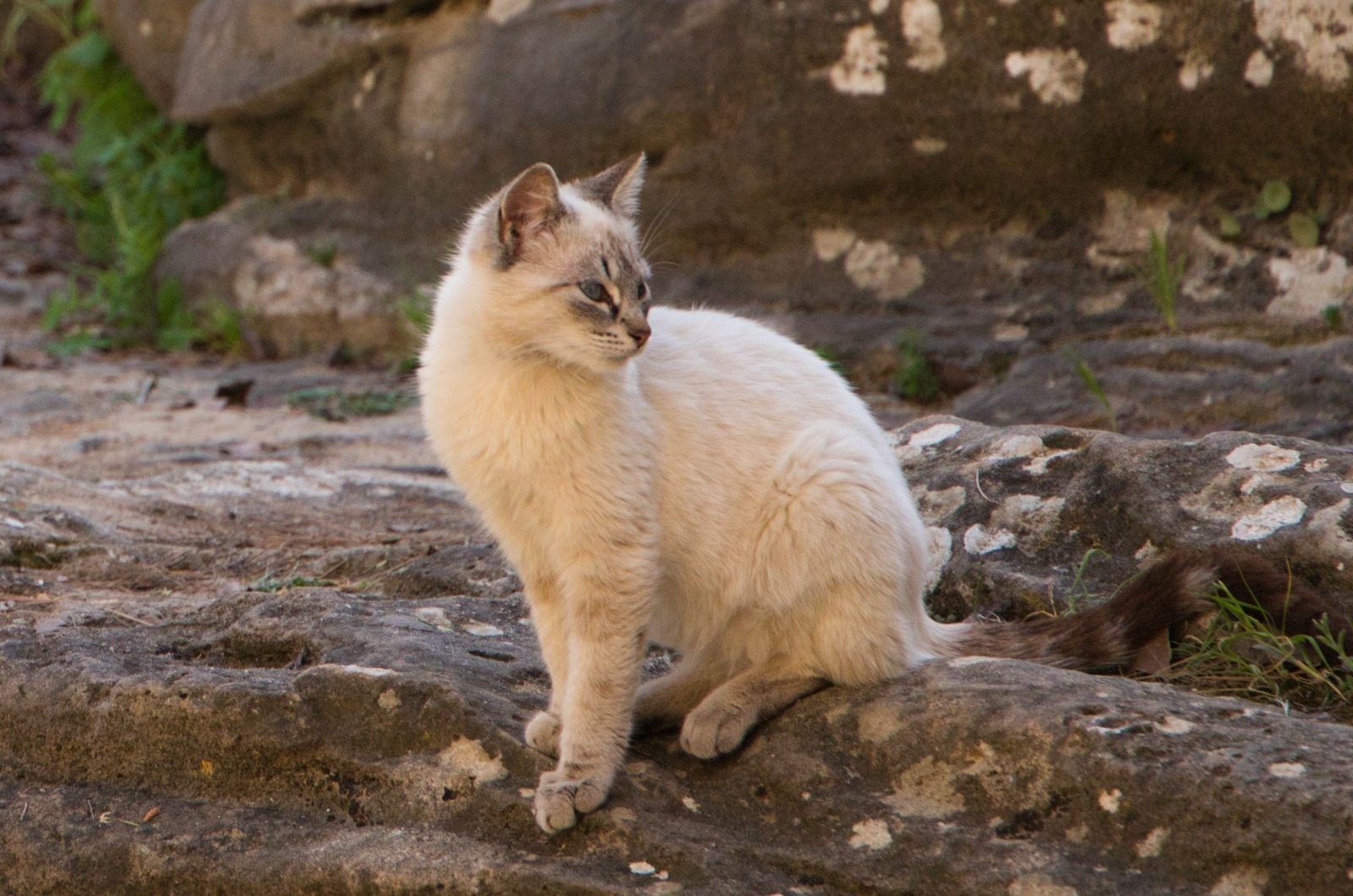 Blonde Siamese Cat