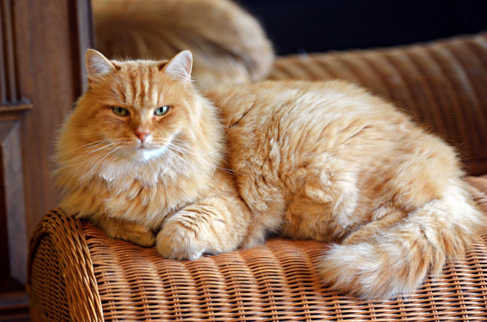 Blonde Siberian