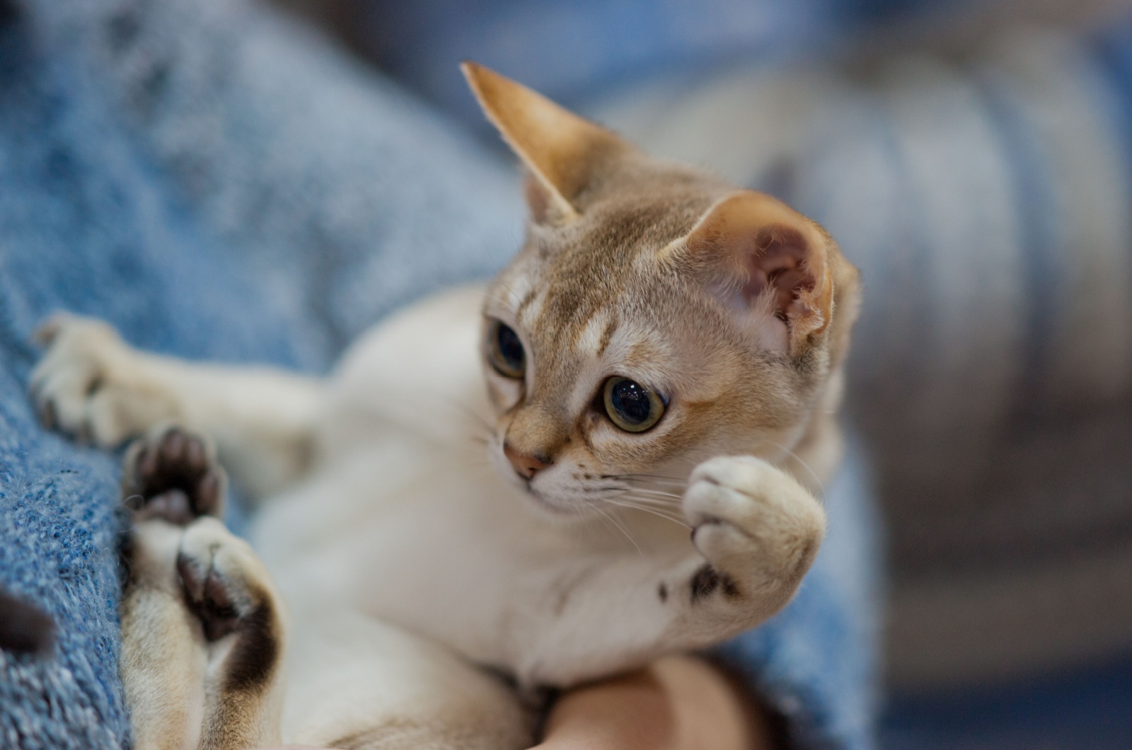 Blonde Singapura cat