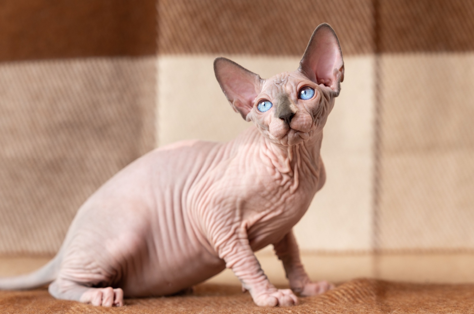 Blonde Sphynx