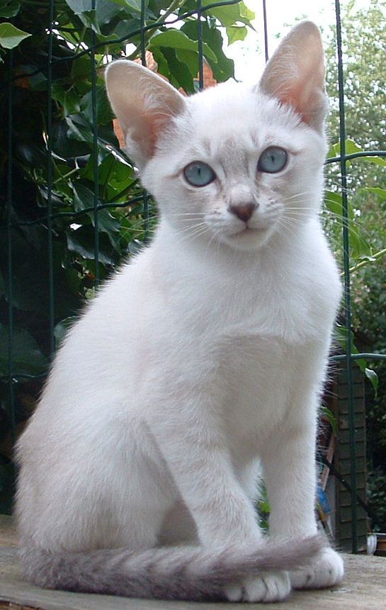 Blonde Tonkinese