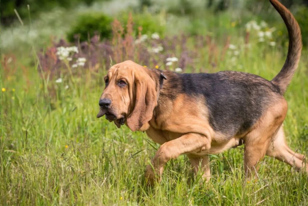 Bloodhound