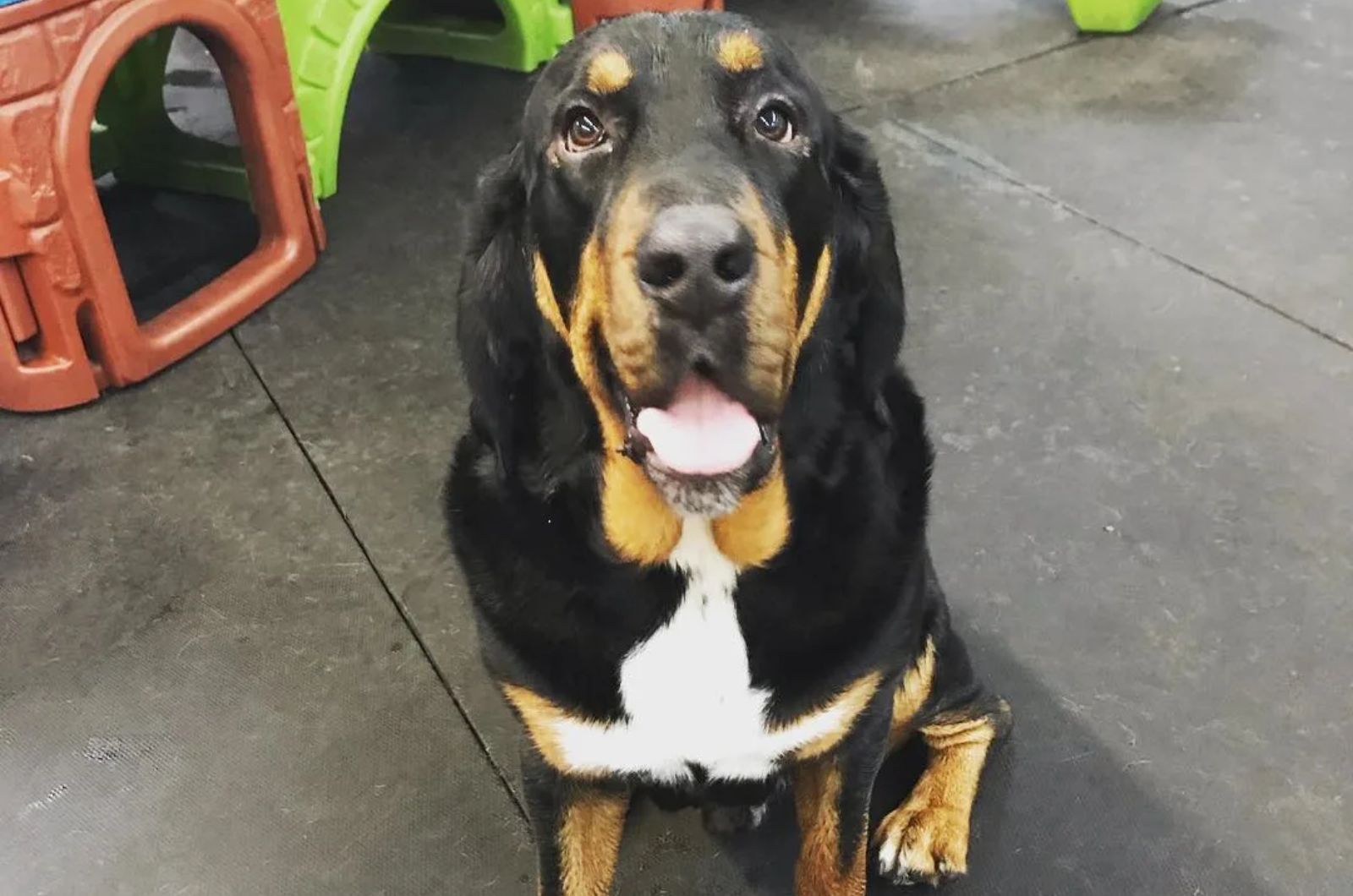 Bloodhound X Bernese Mountain Dog Mix