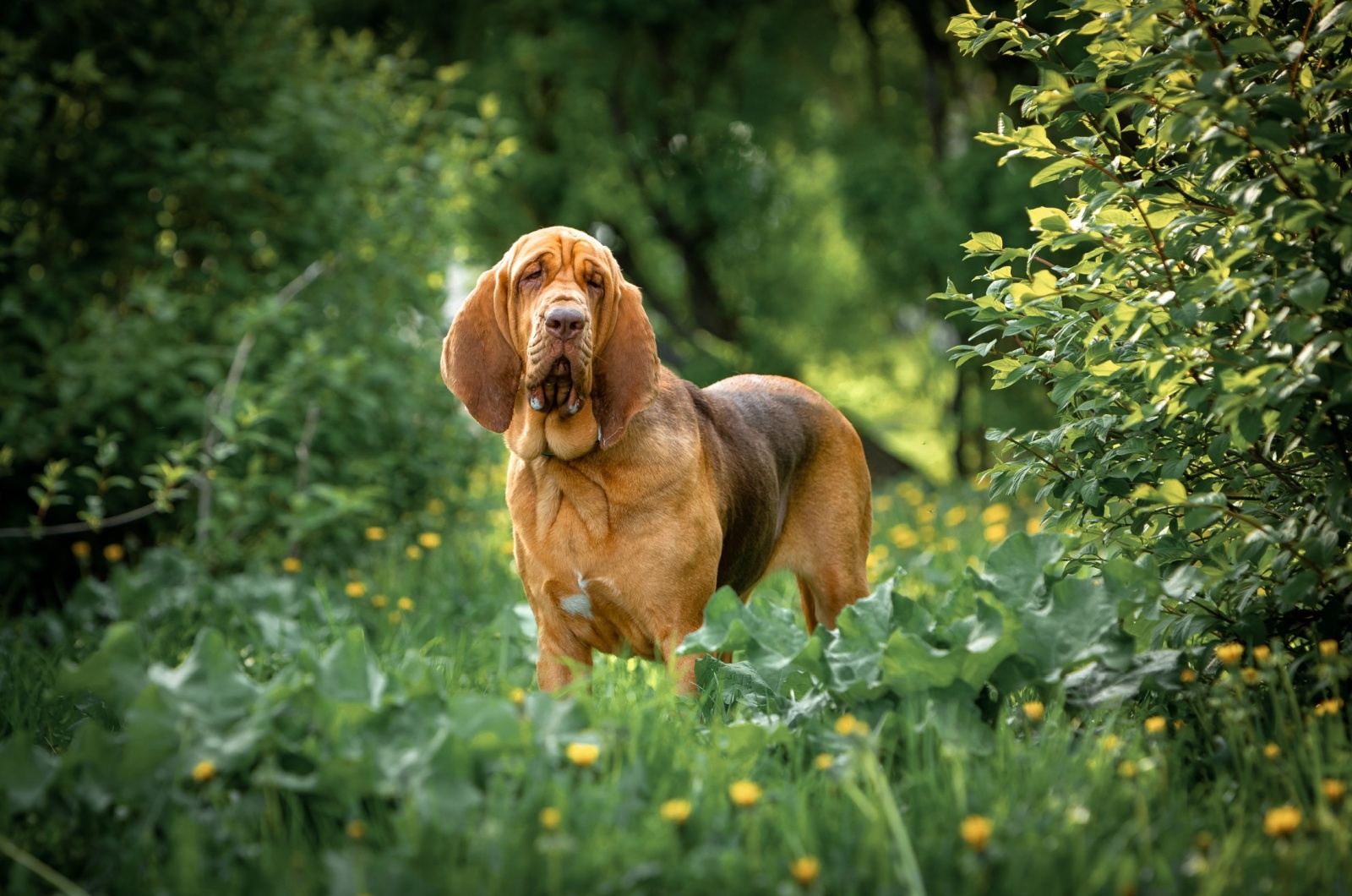 Bloodhound