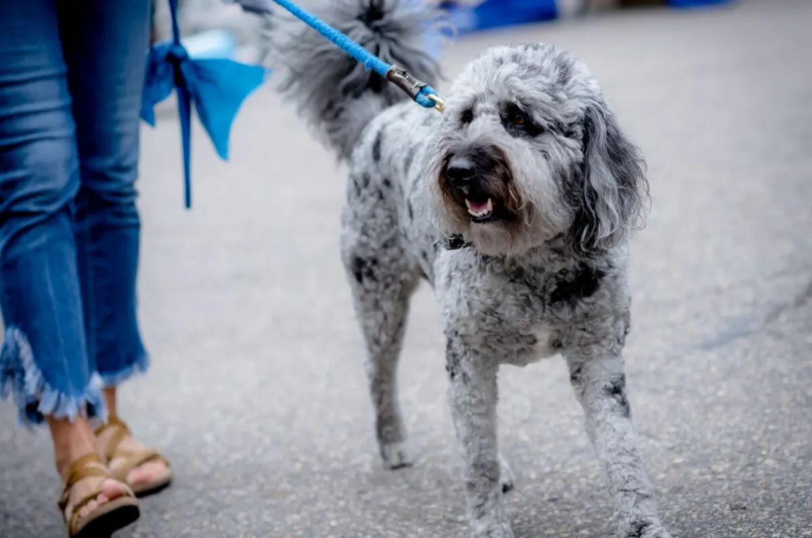 Blue Labradoodle