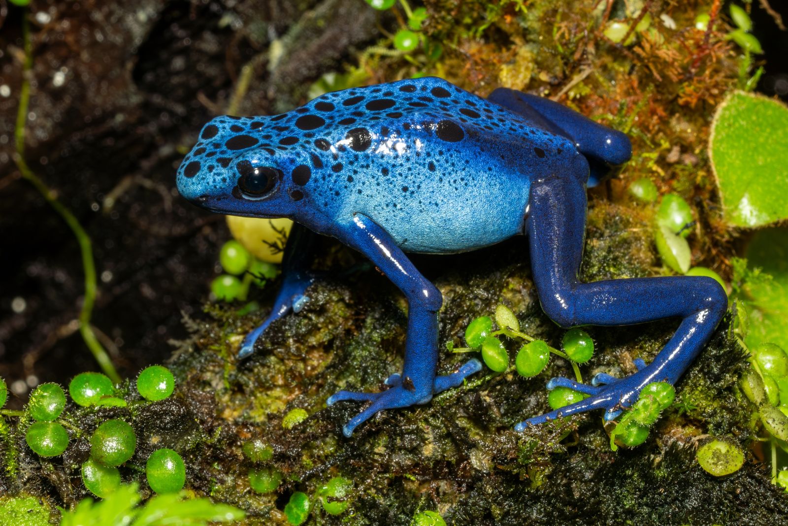 Blue Poison Arrow Frog