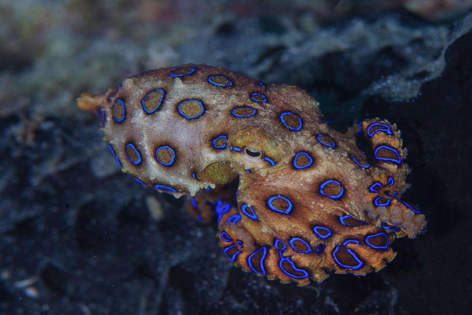 Blue Ring Octopus