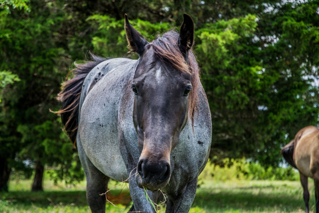 Blue Roan
