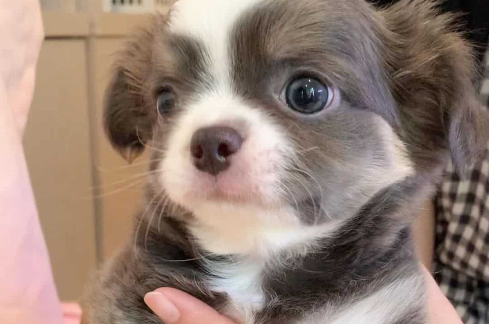 Blue Tan Chihuahua