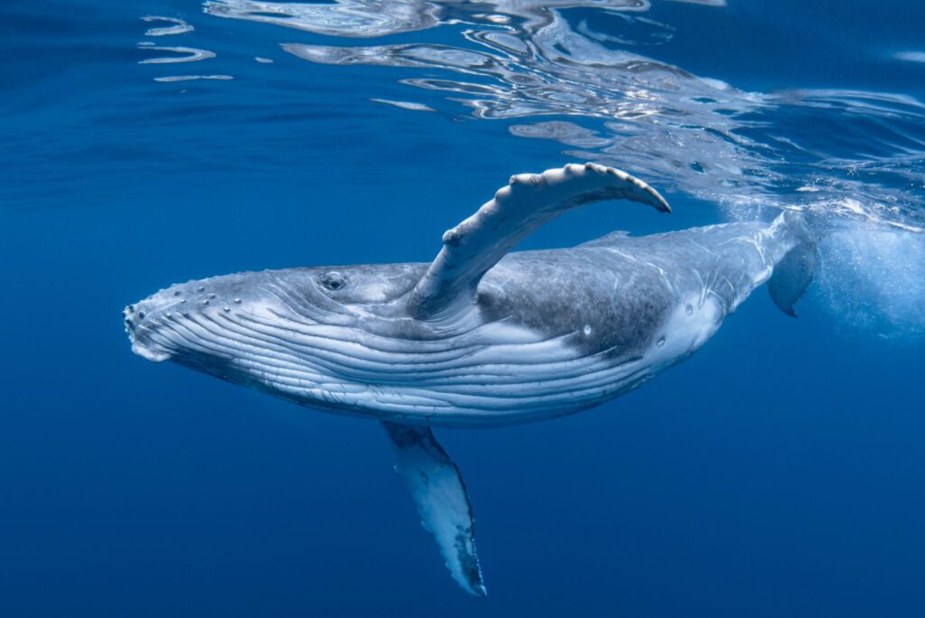 Blue Whale