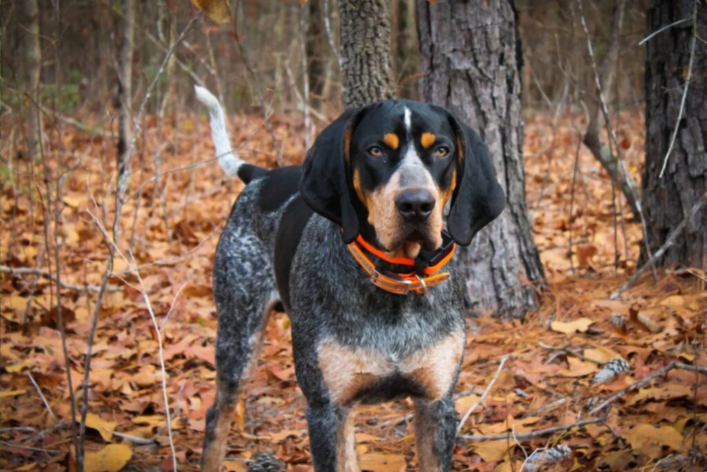 Bluetick Coonhound