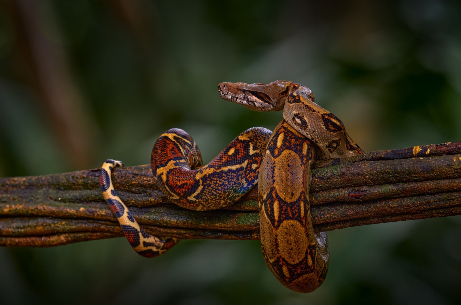 Boa Constrictors