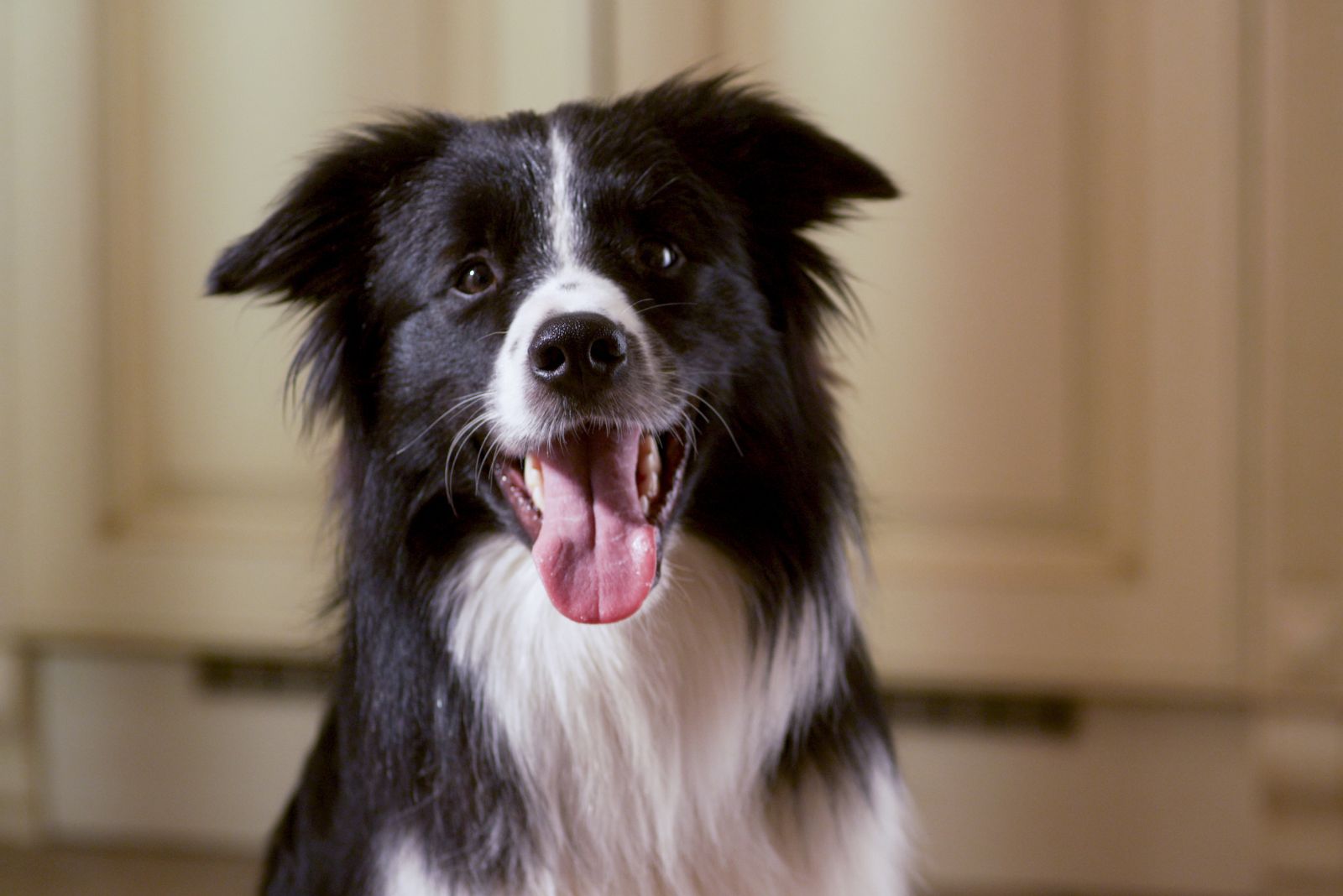 Boarder Collie