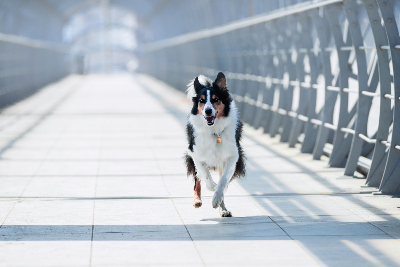 Boarder Collie