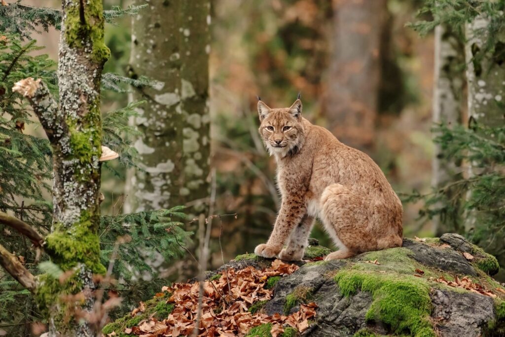 Bobcat