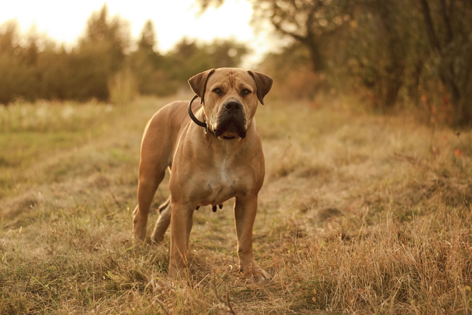 Boerboel