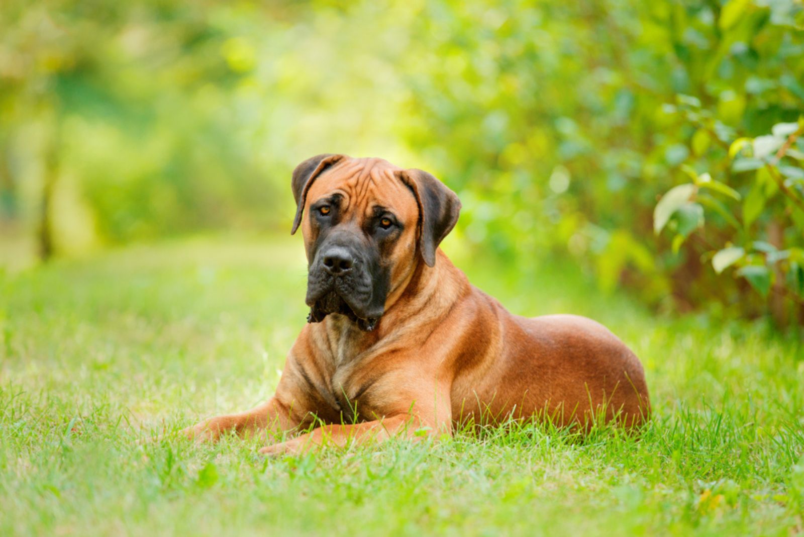 Boerboel