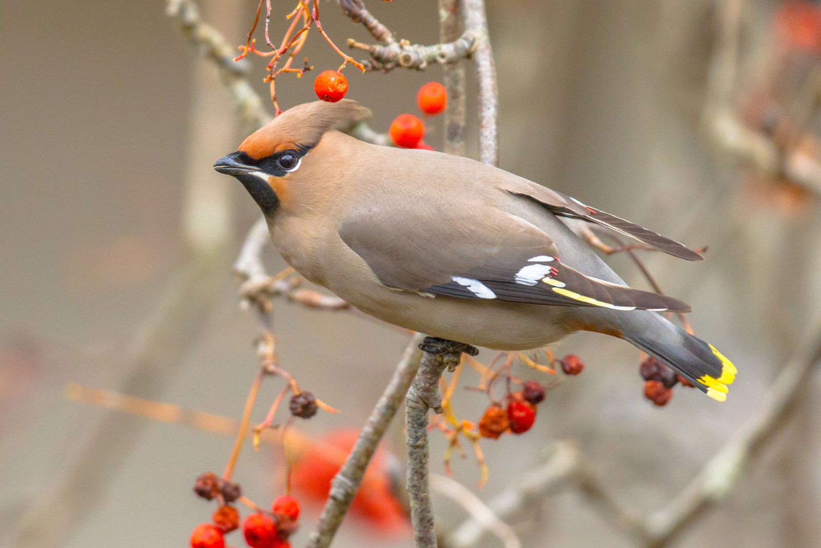 Bohemian Waxwing