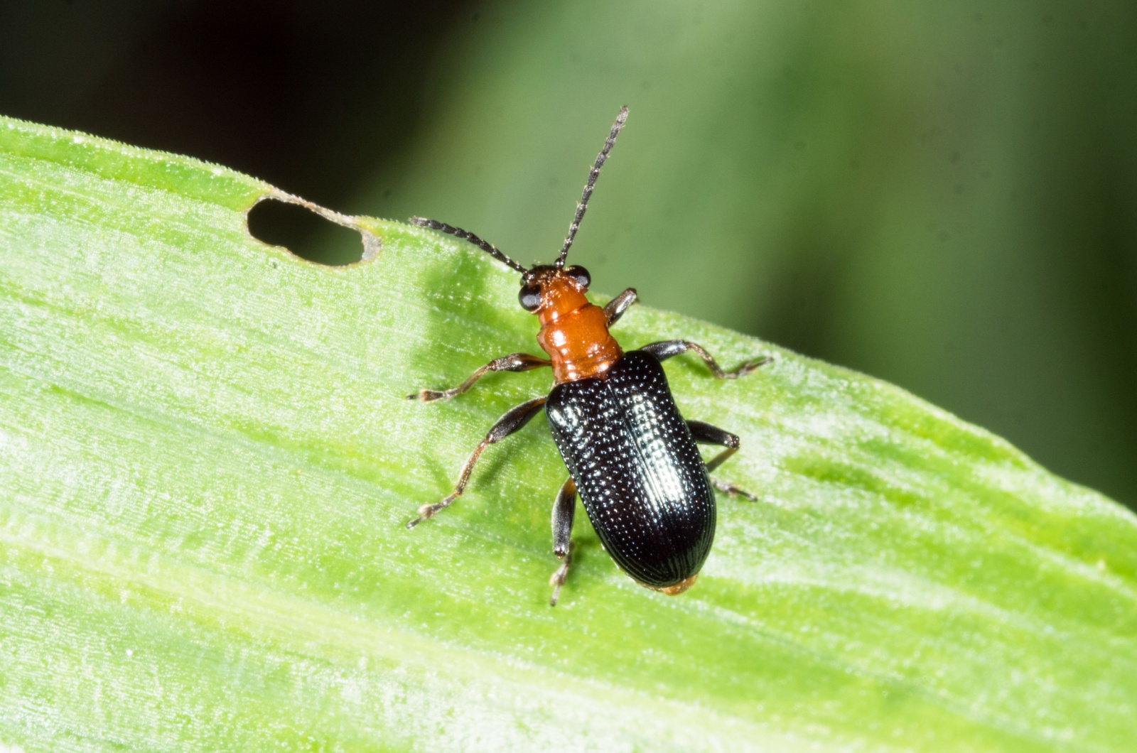 Bombardier Beetle